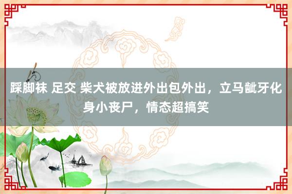 踩脚袜 足交 柴犬被放进外出包外出，立马龇牙化身小丧尸，情态超搞笑